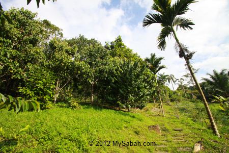 Fruit section of Poring Ethnobotanical Garden