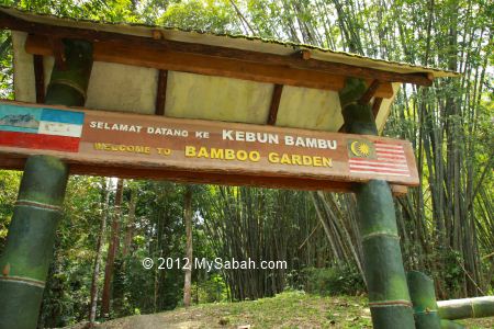 Bamboo Garden of Poring