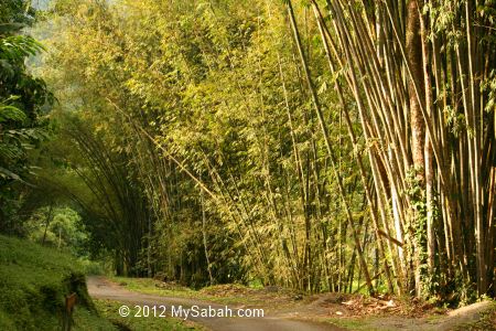 Bamboo trees of Poring