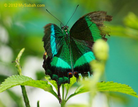 Butterfly in Poring Butterfly Farm