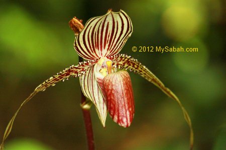 Paphiopedilum rothschildianum or Rothschild's Slipper