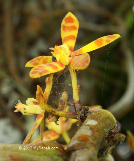native orchid