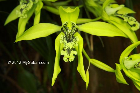 green orchid