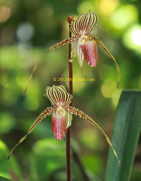 Gold of Kinabalu