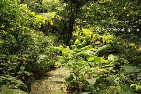 Orchid Garden of Poring