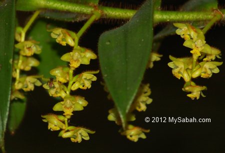 native Borneo orchid