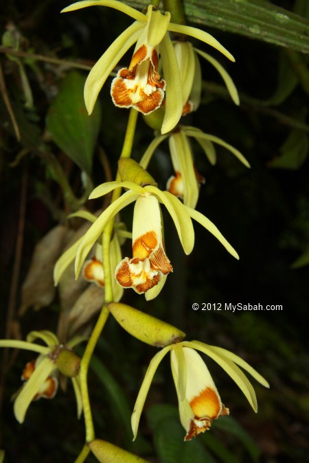 lace orchid