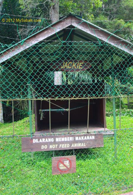 house of orangutan