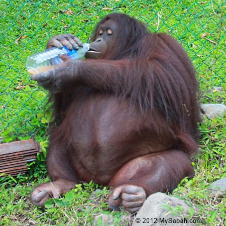 Jackie drinking milk coffee