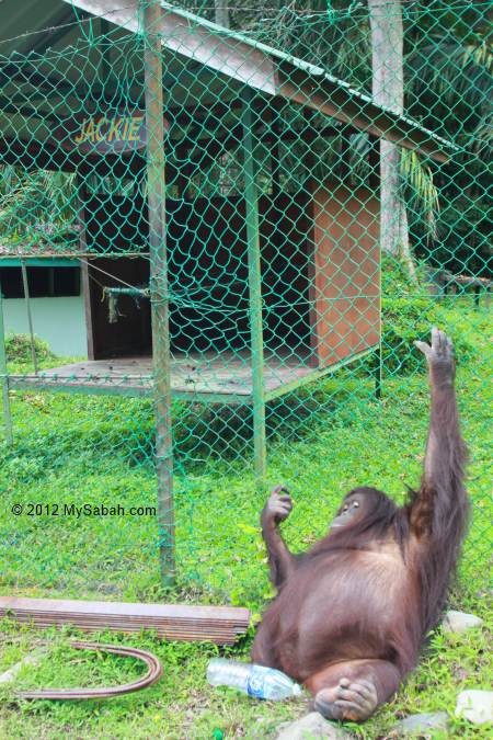 orang utan Jackie and her home