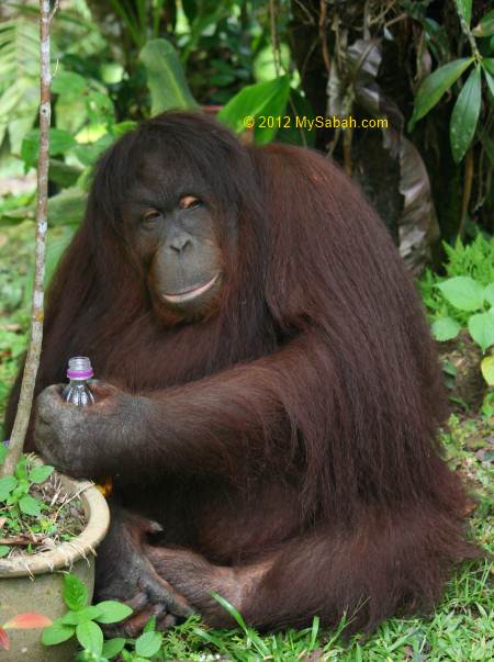 Jackie the orangutan