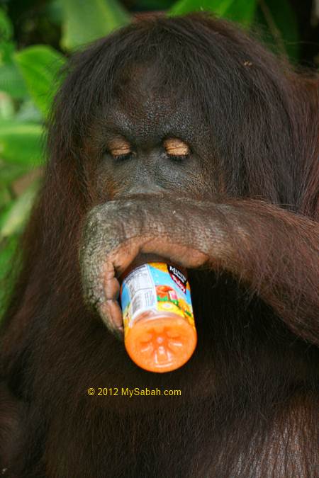 orang utan drinking fruit juice