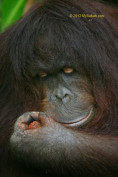 Jackie eating betel nut