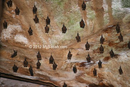Bats in Bat Cave of Poring