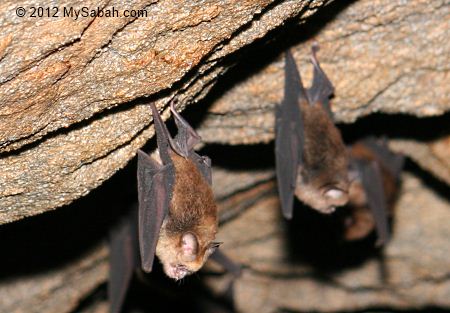 Bats clinging on wall