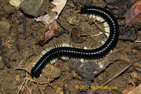 big millipede