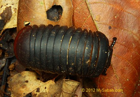 pill millipede