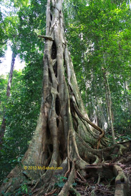 strangler fig tree