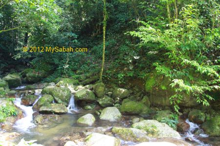 small stream in Poring forest