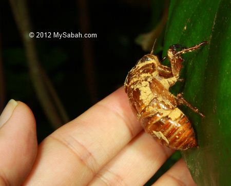 cicada shell