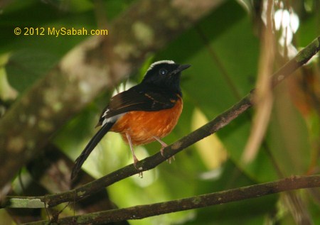 white-crowned shama in Poring