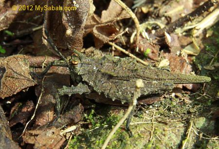 grasshopper in Poring