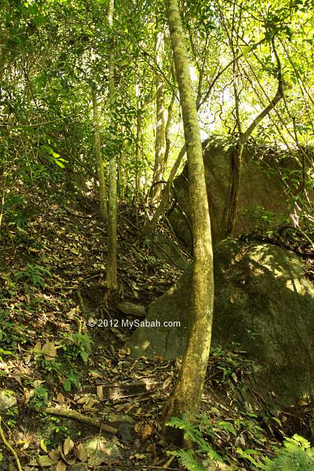 jungle trekking in Poring rainforest