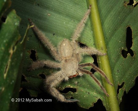 white wolf spider