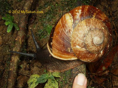 big forest snail