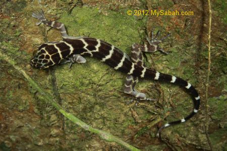 Giant bent-toed gecko (Cyrtodactylus consobrinus)