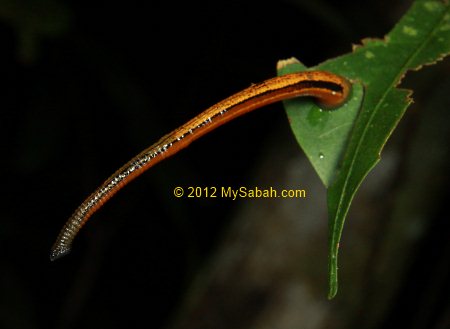 tiger leech