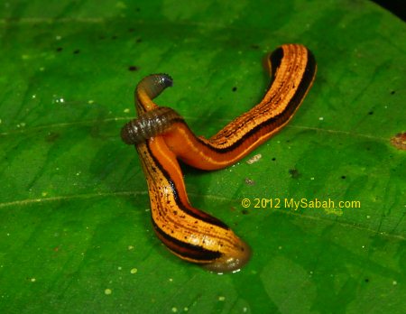 mating leeches