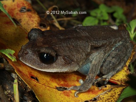 litter frog