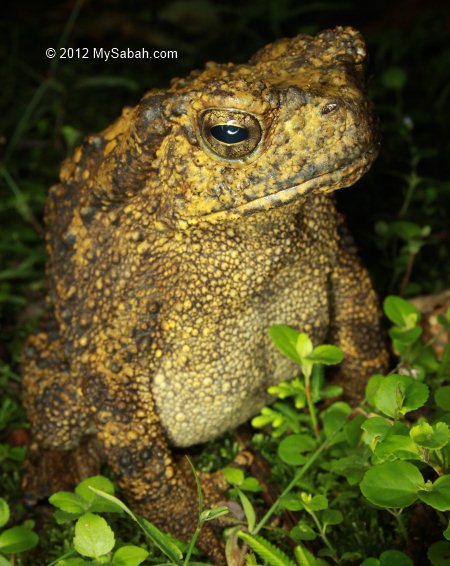 giant river toad