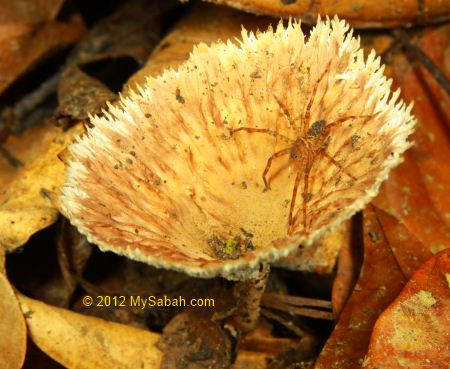spider in fungus cup