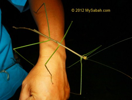 long stick insect