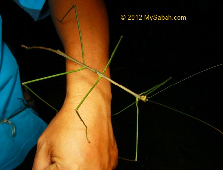 long stick insect