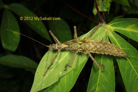 stick insect