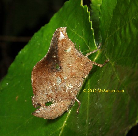 Leaf mimicking Grasshopper