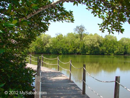 boardwalk of Borneo Kelly Bays