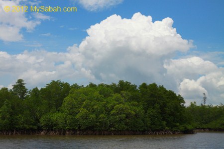 mangrove forest and river of Borneo Kelly Bays