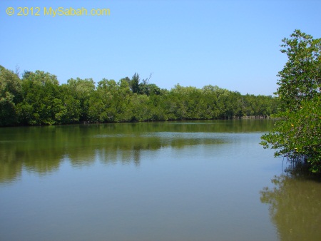 mangrove forest and river of Kelly Bays