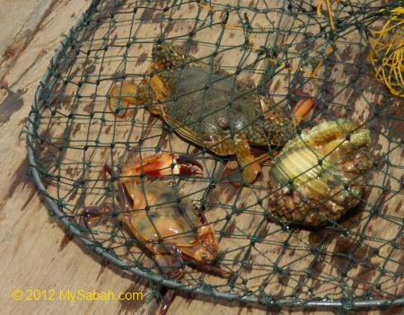 crabs in net