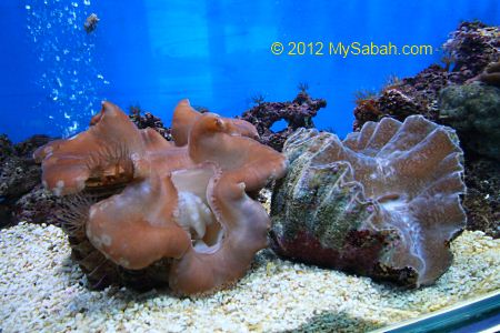giant clams in fish tank