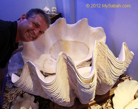 huge giant clam shell