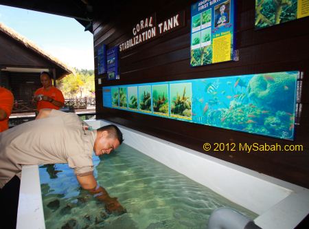coral stabilization tank