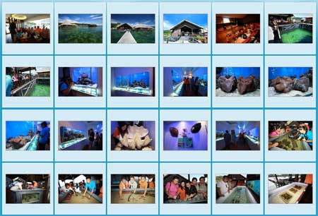 Photo gallery of Gayana Eco Resort