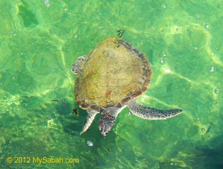 green sea turtle