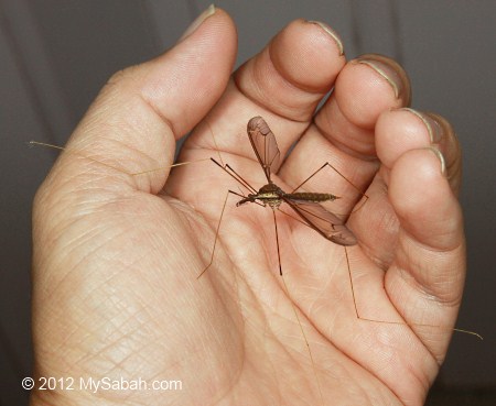 crane fly