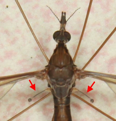 Crane fly halteres